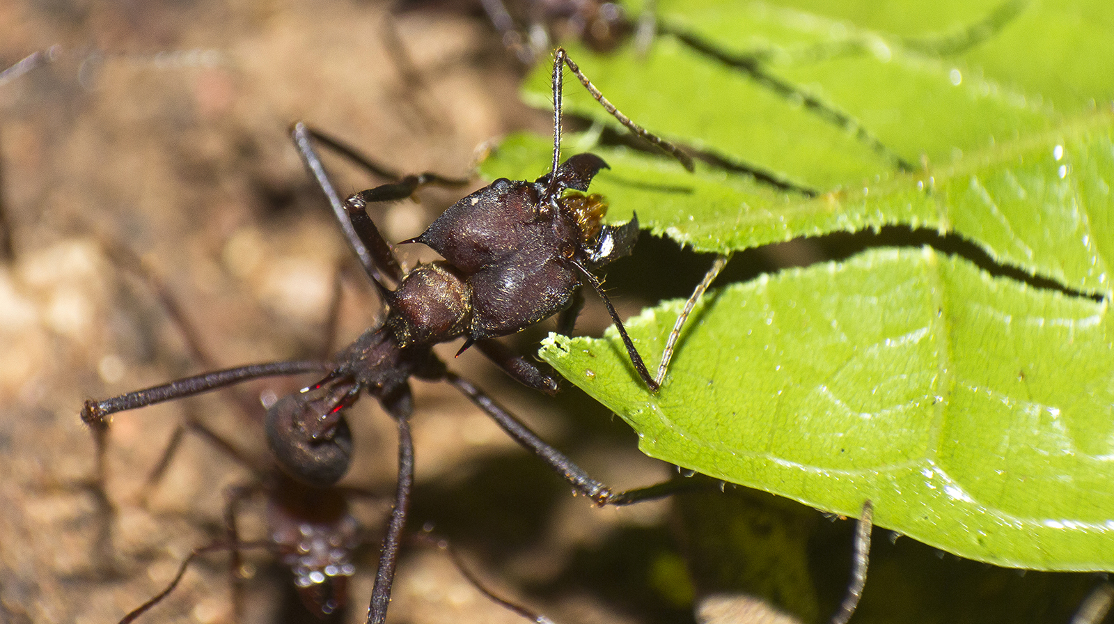 Leaf-cutter ant at work